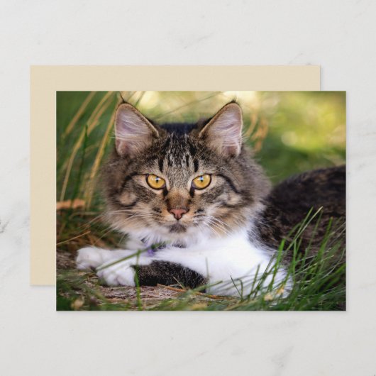 carte postale (Devant / Derrière)