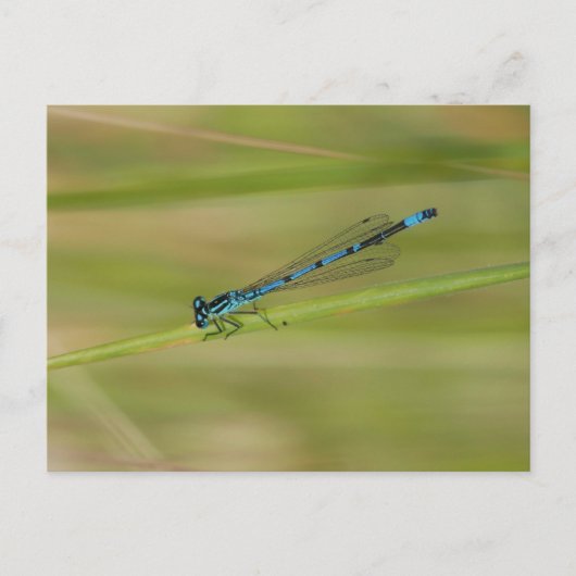 Carte postale (Devant)