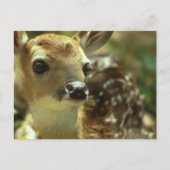 Carte postale (Devant)