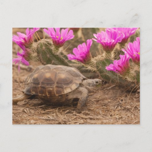 Carte postale (Devant)