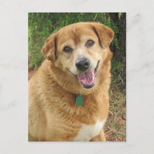 CARTE POSTALE  (Devant)