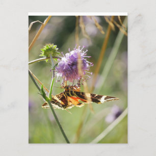 Carte postale