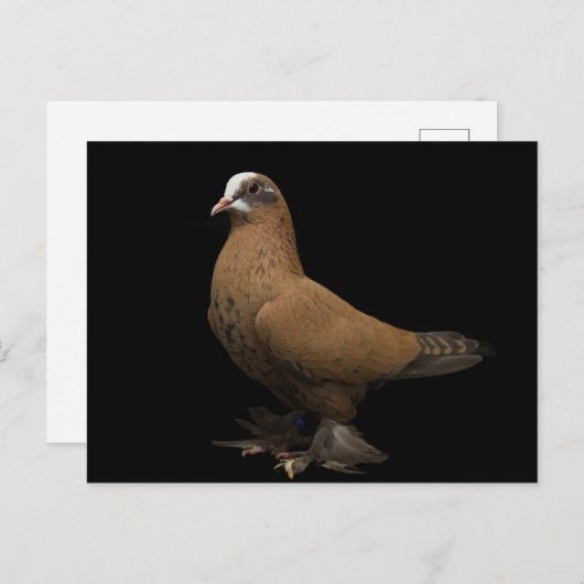 Carte postale (Devant / Derrière)