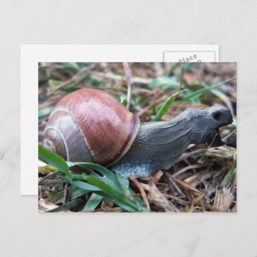 Carte postale (Devant / Derrière)