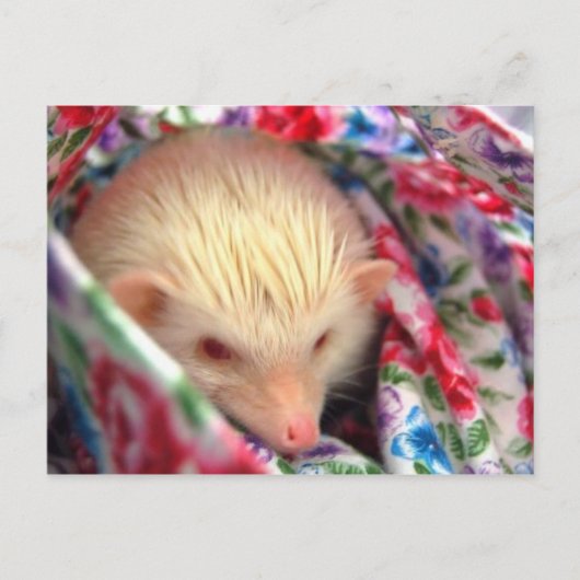 carte postale (Devant)