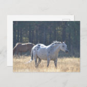 carte postale (Devant / Derrière)