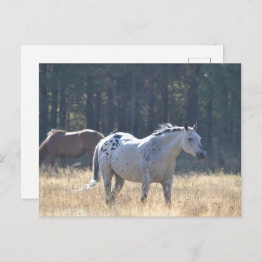 carte postale (Devant / Derrière)