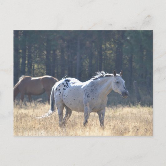 carte postale (Devant)