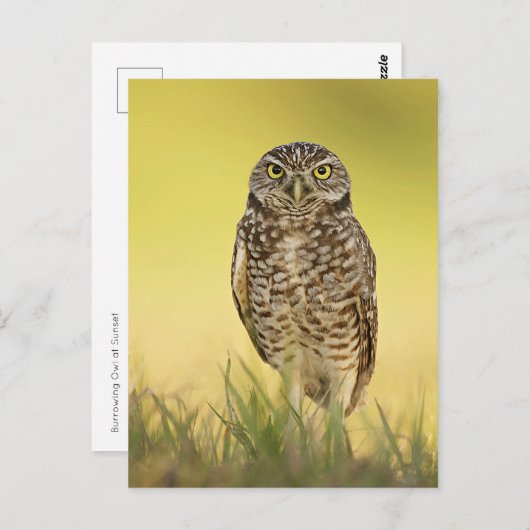 Carte postale (Devant / Derrière)