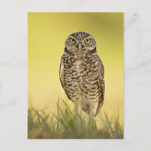 Carte postale (Devant)