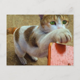 Carte postale