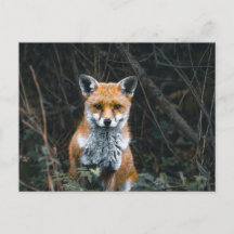 Carte postale