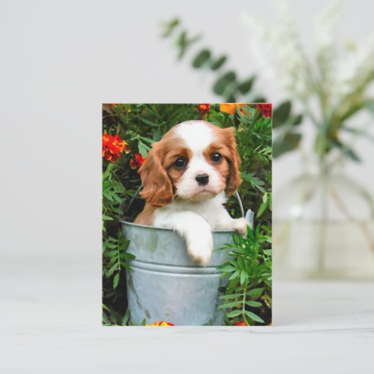 Carte postale (Debout devant)