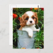 Carte postale (Devant / Derrière)