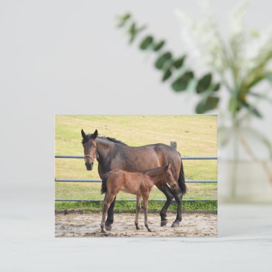 Carte postale (Debout devant)