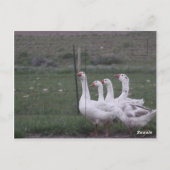 Carte postale (Dos)