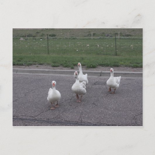 Carte postale (Devant)