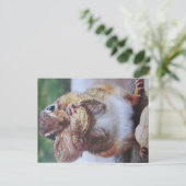 Carte postale (Debout devant)