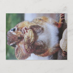 Carte postale