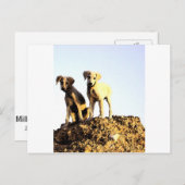 Carte postale (Devant / Derrière)