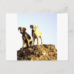 Carte postale