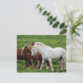 Carte postale (Debout devant)