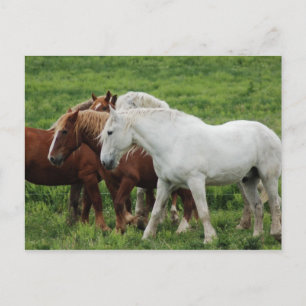 Carte postale