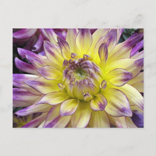 Carte postale (Devant)