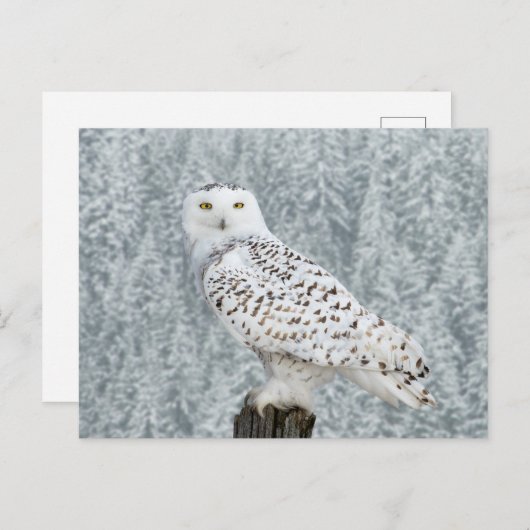 Carte postale (Devant / Derrière)