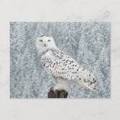 Carte postale (Devant)