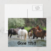 carte postale (Devant / Derrière)