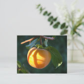 carte postale (Debout devant)