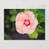 Carte postale (Devant)