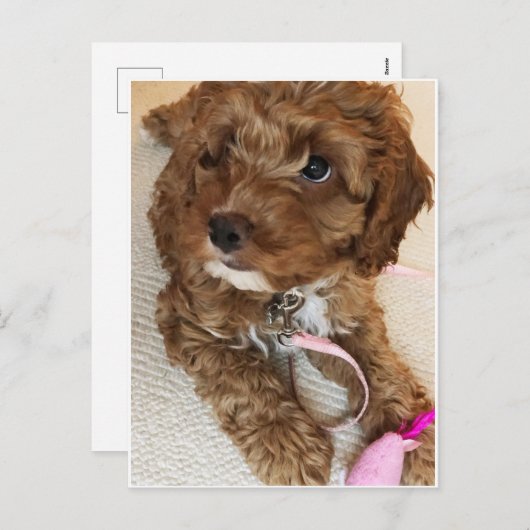 Carte postale (Devant / Derrière)