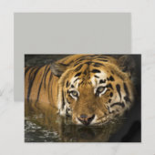 carte postale (Devant / Derrière)