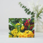 Carte postale (Debout devant)