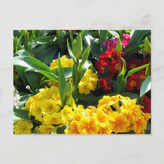 Carte postale (Devant)