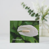 Carte postale (Debout devant)