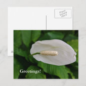 Carte postale (Devant / Derrière)