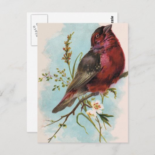 carte postale (Devant / Derrière)