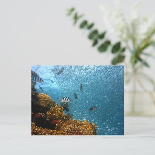 carte postale (Debout devant)