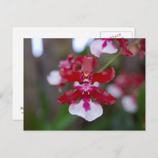 Carte postale (Devant / Derrière)