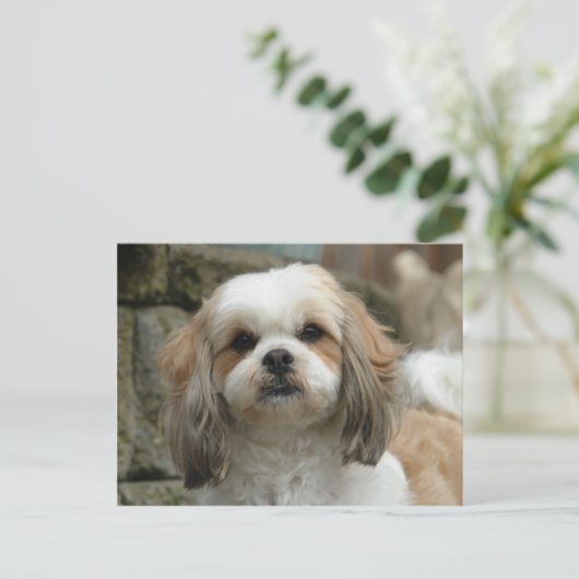 Carte postale (Debout devant)