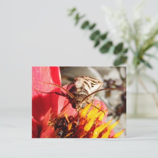 Carte postale (Debout devant)