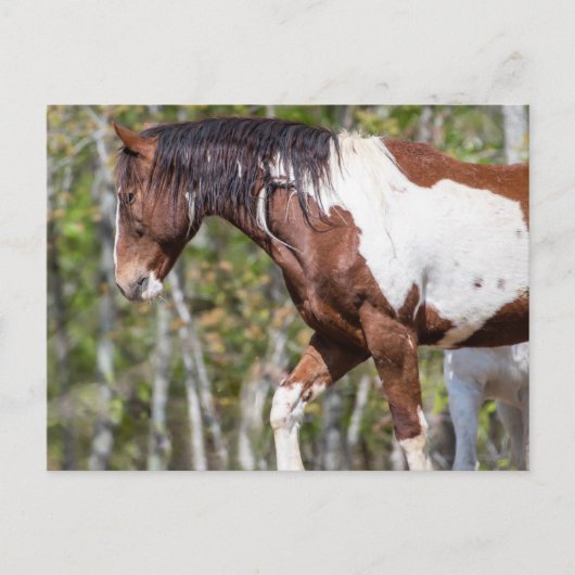 Carte postale (Devant)