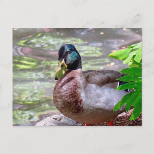 Carte postale (Devant)