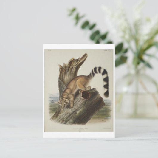 Carte postale (Debout devant)