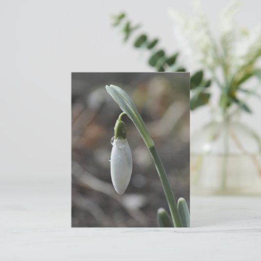 Carte postale (Debout devant)