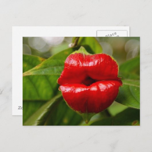 Carte postale (Devant / Derrière)