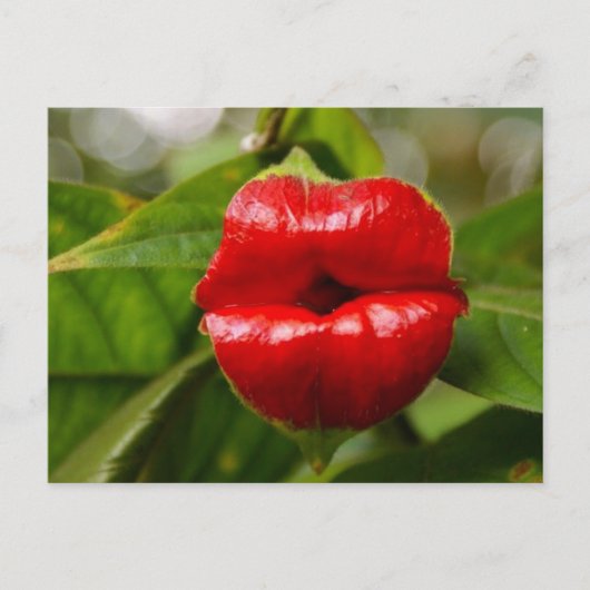 Carte postale (Devant)